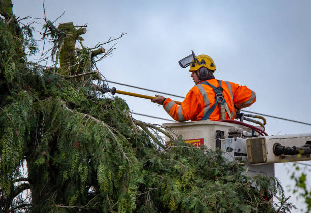 Best Root Management and Removal  in Ambridge, PA