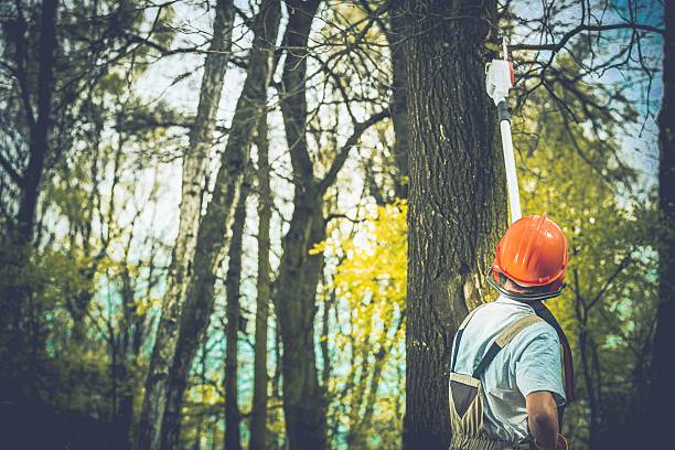 How Our Tree Care Process Works  in  Ambridge, PA